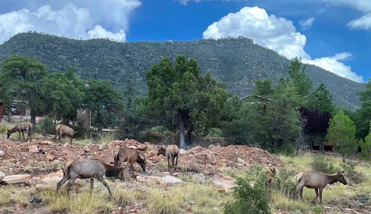 Deer graze peacefully among vibrant greenery, with a majestic mountain backdrop beyond. The setting is serene and untouched, highlighting opportunities for wildlife observation and mountain views during a hike.